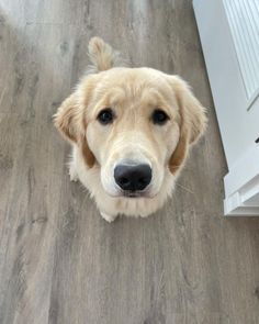 a dog looking up at the camera with his head tilted to the side on a wood floor