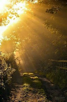 the sun shines brightly through the trees on a path