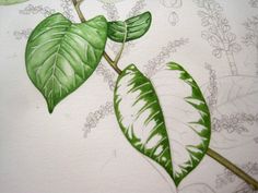 a drawing of a plant with green leaves