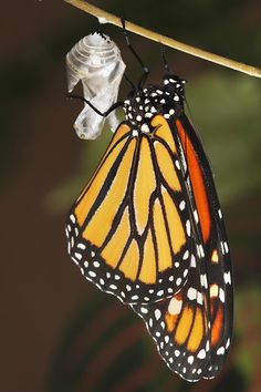 a butterfly hanging upside down on a branch