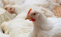 a group of white chickens standing next to each other