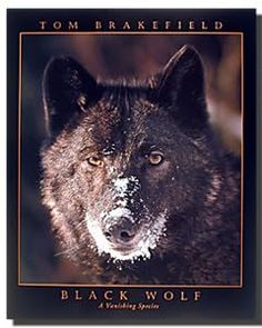 a black wolf staring at the camera with snow on its face and head, in front of a dark background