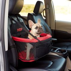 a small dog sitting in the back seat of a car