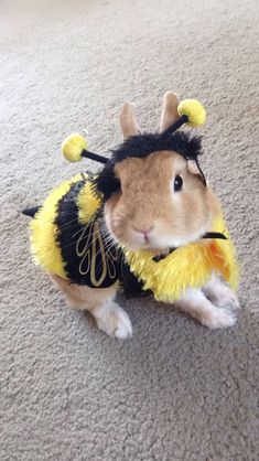 a brown and white rabbit wearing a bee costume