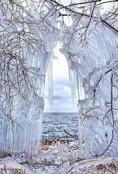 two ice covered trees next to the ocean