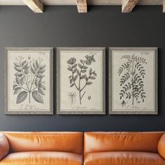 three framed botanical prints hang on the wall above a leather couch in a living room