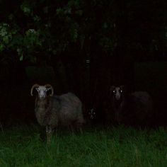 two sheep standing in the grass at night