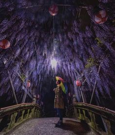 a person standing on a bridge with an umbrella over their head and purple wistery trees in the background