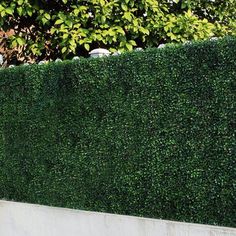 a tall green hedge next to a white wall