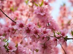 pink flowers are blooming on the branches of trees