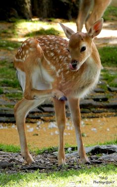 a small deer standing on top of a lush green field