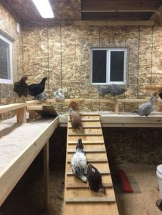 a bunch of birds that are sitting on some steps in a room with stone walls