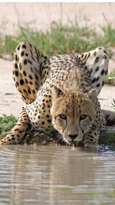 a cheetah drinking water from a watering hole