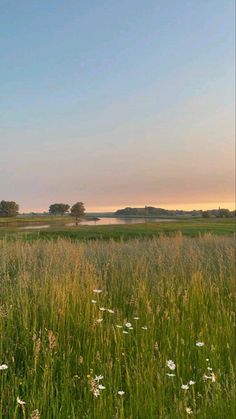 an open field with tall grass and wildflowers in the foreground at sunset