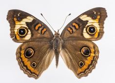 an orange and brown butterfly with large eyes on it's back wings, sitting in front of a white background