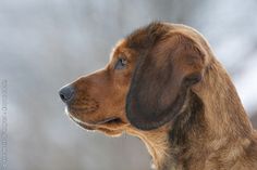 a brown and black dog sitting in the snow