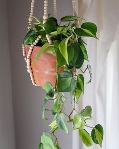 a potted plant with beads hanging from it