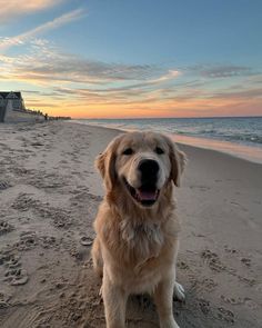 a dog is sitting on the beach at sunset