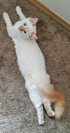 a white and orange cat laying on its back on the floor with it's front paws in the air