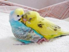 two yellow and blue parakeets cuddling on top of each other's feathers