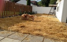 two dogs playing with each other in the yard