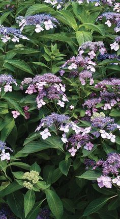 mountain hydrangeas Japanese Seaside, Hydrangea Picture, Mophead Hydrangea, Blue Hydrangea Flowers