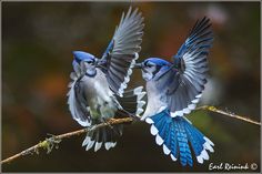 two blue and white birds sitting on top of a tree branch next to each other