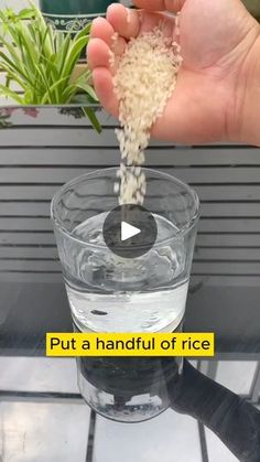 Rice Water For Plants, Bloom Flowers, Planting Tips, Watering Plants, Moss Garden, Fertilizer For Plants, Home Vegetable Garden, Flower Care