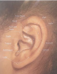 an ear is shown with all the parts labeled