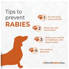 World Rabies Day, Medical Awareness Social Media Template. Dogs, Pets, Veterinary Clinic
World Rabies Day, Medical Awareness Social Media Template. Dogs, Pets, Veterinary Clinic. Facebook post, instagram ads, linedin ads, gogole ads, instagram post, feed, reels, safety, care, awareess, rabies, dog, pets, beware, infected, dankol, health care, biology, puppy, veterinarian, attack, viral, patient, immunization, background, injection, dog bite, clinic, veterinary, doctor, medical, september 28 Pet Content Ideas, Vet Clinic Social Media Posts, Veterinary Marketing, Thanksgiving Facebook Covers, World Rabies Day, Veterinary Doctor, Ads Instagram