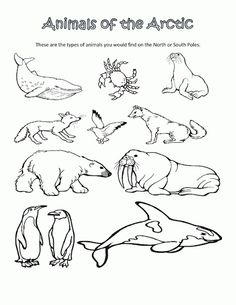 an animal worksheet for kids to learn how to draw and color the animals