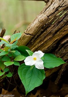 a small white flower sitting on top of a green leaf covered tree trunk in the woods