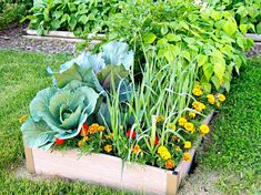 a garden filled with lots of different types of vegetables and plants growing in the grass