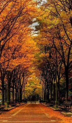 an empty street lined with benches and trees covered in autumn leaves, during the day