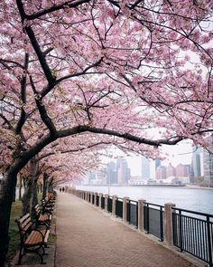 a park bench sitting next to a tree filled with pink flowers