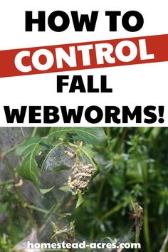 the words how to control fall webworms on top of an image of leaves