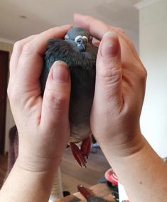 a person holding a bird in their hands with another hand on the top of it