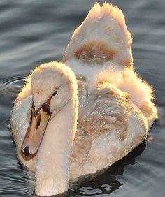 a duck is floating in the water with its head turned to the side and it's eyes open