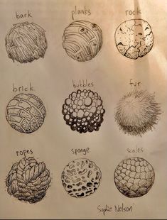 a drawing of different types of plants and rocks on a piece of paper with writing