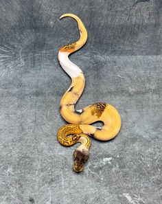 a yellow and white snake on the ground