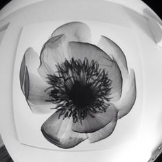 a black and white photo of a flower on a plate