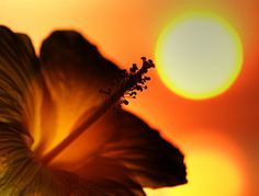 a close up view of a flower with the sun setting in the back ground behind it