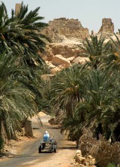 two people on a motorcycle driving down a dirt road between palm trees and rocky terrain