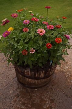 a wooden barrel filled with lots of flowers on top of a dirt ground next to grass