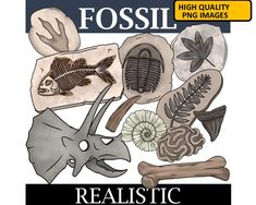 the front cover of fossil book with various types of animals and bones on it's cover