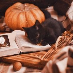 a black cat laying on top of an open book next to pumpkins and other decorations