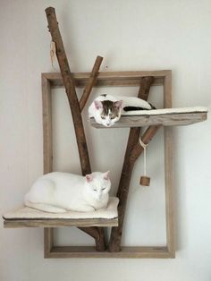 two cats laying on top of wooden shelves in a white room with wood sticks hanging from the wall