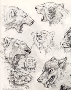 some drawings of different types of animals and their heads are shown in this drawing technique