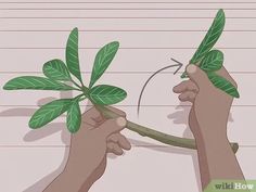 two hands holding up a plant with green leaves on it and writing how to draw