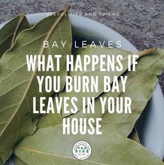 bay leaves in a bowl with the words bay leaves what happens if you burn bay leaves in your house